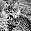 A Young Maine Coon